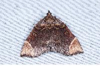 物種:Omphalomia hirta 攝影:吳士緯